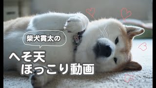 柴犬貫太のへそ天ほっこり動画♪