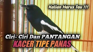 Ciri-ciri Dan PANTANGAN KACER TIPE PANAS SANG FIGHTER TINGGI