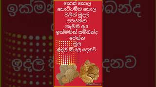 කොස් කොල කොට්ටම්බ කොල වලින් හරියටම මුදල් උපයන්නෙ මෙන්න මෙහෙම