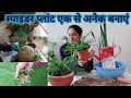 Spider plant propagation and division, Make Spider Plant One to Many Easily, एक से कई आसानी से बनाएं