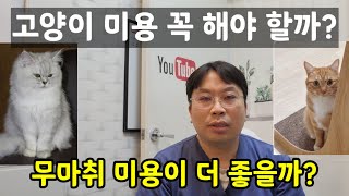 고양이 미용 꼭 해야 할까? 무마취 미용이 더 좋을까?