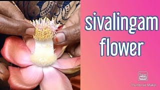 sivalingam || flower || and it's || tree || శివలింగం పువ్వు