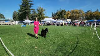 11.09.2024 Wine Country KC in Napa, CA Afghan Hound Judging under Mr. Gabriel Valdez