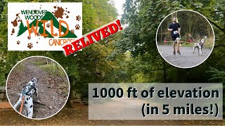 Wendover Woods Canicross race RELIVED as a HILL TRAINING SESSION