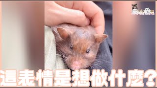 Hamsterdingding．黃金鼠想做什麼?．黃金鼠．熊仔鼠 [黑豆BlackBean]