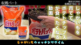 【袋栽培】カルビーポテトバッグを育ててみました！家庭菜園｜初心者