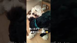 【大型犬姉妹】ワンプロで学ぶ！楽しい多頭飼いライフ【ゴールデンドゥードル】【ゴールデンレトリバー✕バーニーズマウンテンドッグ】goldendoodle goldenretriever sister