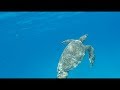 Turtle Canyon Snorkel Cruise Oahu, July 2017