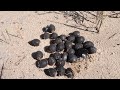 supplementary video a scarabaeus spretus dung beetle burying seeds of ceratocaryum argenteum