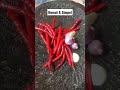 Masak Hemat Lagi!! || Jengkol Balado dengan Ikan Asin dan Terong