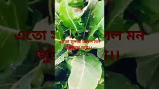 এতো ভালো লাগে এরকম পরিবেশে ঘুরে বেড়াতে # মনটা জুড়িয়ে যায়!!