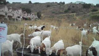 Khayla talks about the Fire Grazing business