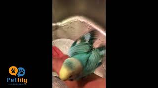 冬でも水遊び大好きすぎるインコさん