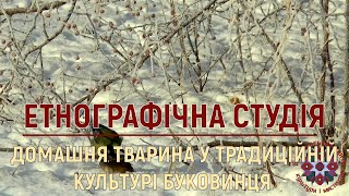 Етнографічна студія. Домашня тварина у традиційній культурі буковинця