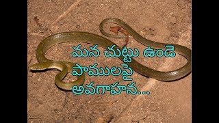 భారతదేశంలో పాములు | భారతదేశంలో పాము బైట్లు | భారతదేశంలోని ప్రమాదకరమైన పాములు తెలుగులో.