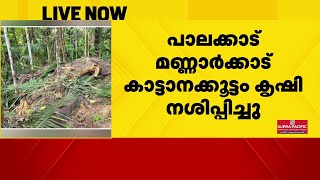 പാലക്കാട് മണ്ണാര്‍ക്കാട് കാട്ടാനക്കൂട്ടം കൃഷി നശിപ്പിച്ചു