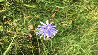 Die WEGWARTE 🌸 Heilpflanze des Jahres 2020 🌱🧙🏻‍♀️ und Biber🦦 wartet natürlich auch😁am Weg😎🦦