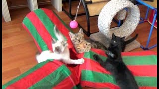 The Adorable 7 Foster Kittens - So Cute \u0026 Playful!