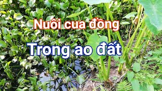 Chuẩn bị ao nuôi cua đồng | Chốn Quê - Videos