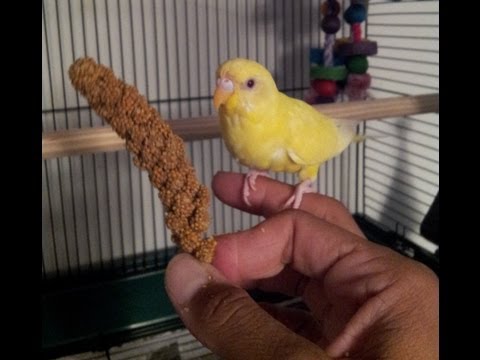 Teaching a parakeet to perch on your hand Teaching a parakeet to perch on your hand