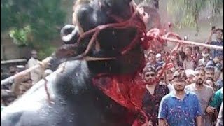 qurbani ki video today| Dangerous Camel Qurbani| Bakra cutting|Expert Camel Qasai|Khatarnak Cow 2022