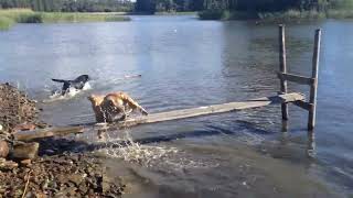 A Labrador retriever never gives up !