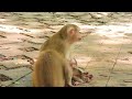 young mother monkey loyce takes a break to regain strength for her new baby