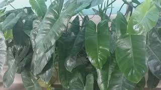 เงินไหลมา มรกตหยก (Philodendron)