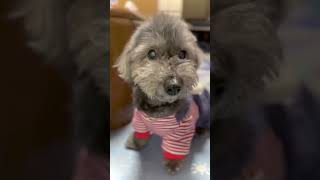 18歳のダップー♂続き♪ #犬 #いぬ #dog #高齢犬 #mix犬 #ダップー #短足