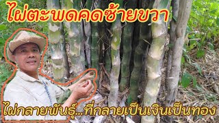 ไผ่ตะพดคดซ้ายขวา…ไผ่กลายพันธุ์จากเมล็ดไผ่เลี้ยงหวาน…กลายเป็นของดีมีราคา