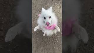 二足歩行のまま後ろに下がる技を愛犬と極めてみた　#犬 #shorts #dog