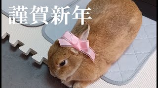 【ラムの部屋】2025年1月1日　🐰あけおめ