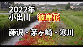 2022年 小出川 彼岸花　 藤沢・茅ヶ崎・寒川