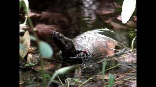 Four-eyed Turtle (Sacalia quadriocellata) Male