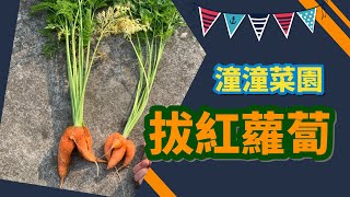 《潼潼菜園》拔紅蘿蔔 模樣真可愛！Pull out the carrot. So Cute!