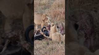 Maasai Mara Sightings Today 08/08/21 (Lions, Cheetah, Leopard, etc) | Zebra Plains | #Wildlife