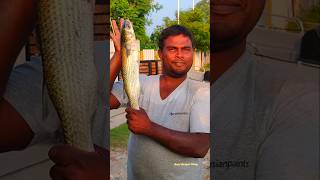 Big Mullet fish Catching in Net fishing #reels #streetfood #fishingmarket #fishing