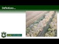 managing mature windbreaks part 1