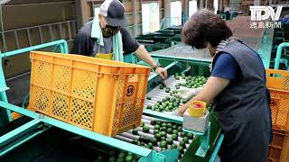 露地物のスダチ出荷始まる 神山町