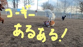 コーギーあるある。大型犬って足が長いね！