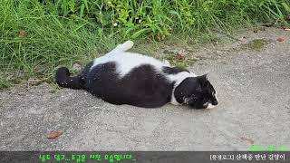 [풍경로그] 산책길에 만난 양이(2024-08-12) A cat encountered on a walk