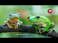 0077 በፍፁም ተስፋ አትቁረጥ ii the story of the frog ii motivational video short story ​