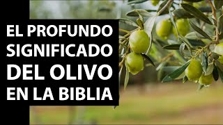 El profundo significado del Olivo en la Biblia | Salmos 52:8