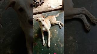 ஒரு நாய் 🐶🐕 10ஆயிரம் #shortvideo #funnyvideo 🤣😂#trendingshorts #youtubeshorts #viral