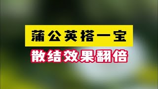 蒲公英搭一宝，散结效果翻倍，千万别错过