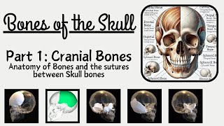 Bones of Skull: Cranial Bones | Skull bones, sutures and landmarks With Labels