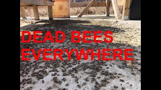 A day of Dead Bees - Bee Death in Canada