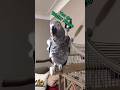 Water Noise #animals #birds #parrots #pets #africangrey #fun #lol #funny #cute #shorts #fyp #love