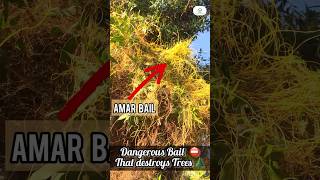 Amar Bail!⛔️ | Made By Plant Care With Sahar