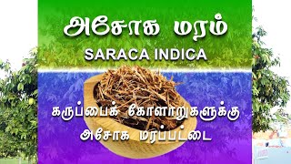 அசோக மரப்பட்டை பயன்கள்